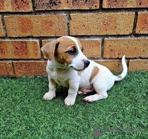 Photo №1. jack russell terrier - à vendre en ville de Barsbüttel | négocié | Annonce №169308