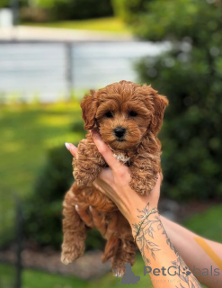 Photo №1. caniche (jouet) - à vendre en ville de 665 Site Colonia | négocié | Annonce №154284