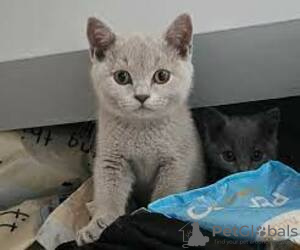 Photo №1. british shorthair - à vendre en ville de Гриндельвальд | Gratuit | Annonce № 129215