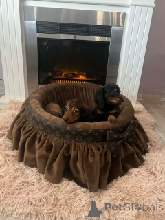 Photo №2 de l'annonce № 165686 de la vente teckel - acheter à Serbie 