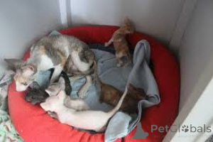 Photo №1. cornish rex - à vendre en ville de Bruxelles | 500€ | Annonce № 161626