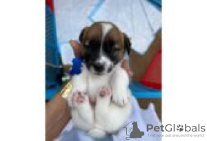 Photo №1. jack russell terrier - à vendre en ville de Berlin | Gratuit | Annonce №126944