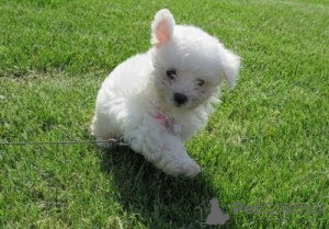 Photo №2 de l'annonce № 170659 de la vente bichon à poil frisé - acheter à République Tchèque 