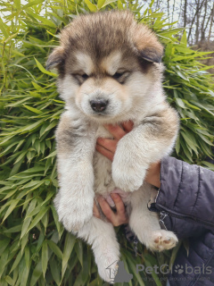 Photo №2 de l'annonce № 88443 de la vente malamute de l'alaska - acheter à La Slovénie annonce privée