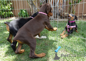 Photo №2 de l'annonce № 136514 de la vente dobermann - acheter à Australie annonce privée