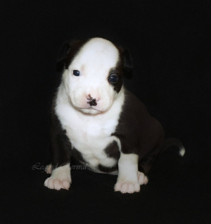 Photo №3. Les jolis chiots d'Amstaff. Fédération de Russie