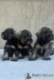 Photo №1. schnauzer miniature - à vendre en ville de Belgrade | négocié | Annonce №117743