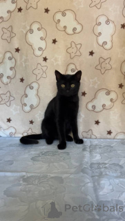 Photo №4. Je vais vendre  en ville de Minsk.  - prix - Gratuit