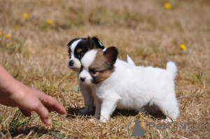 Photo №1. papillon - à vendre en ville de Hambourg | négocié | Annonce №175165
