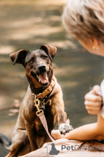 Photo №1. chien bâtard - à vendre en ville de Rivière moscou | Gratuit | Annonce №150156