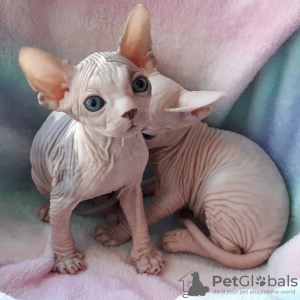 Photo №1. sphynx - à vendre en ville de Waterloo | Gratuit | Annonce № 128857