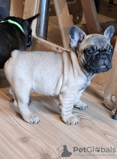 Photo №4. Je vais vendre bouledogue en ville de Smederevo. éleveur - prix - négocié