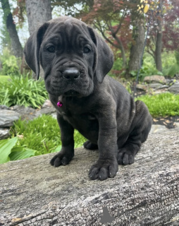 Photo №1. cane corso - à vendre en ville de Alavus | 650€ | Annonce №169097