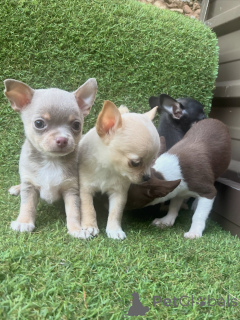 Photo №3. Chien de compagnie fidèle adorable chiot chihuahua. Allemagne