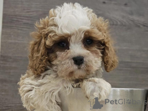 Photo №1. chien bâtard - à vendre en ville de Leipzig | 500€ | Annonce №135428