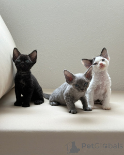 Photo №1. devon rex - à vendre en ville de Alsdorf | négocié | Annonce № 158813