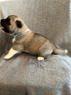 Photo №3. Akita américain. Espagne