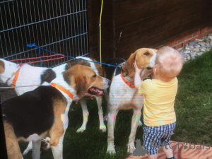 Photos supplémentaires: Chiots Lévrier Russe. Nous avons un mois et demi.