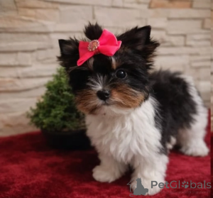 Photo №2 de l'annonce № 166494 de la vente chien bâtard - acheter à Allemagne annonce privée