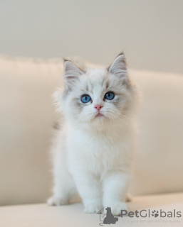 Photo №1. ragdoll - à vendre en ville de Brême | négocié | Annonce № 145532