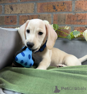 Photo №3. De magnifiques chiots teckels prêts à voler votre cœur !. Allemagne