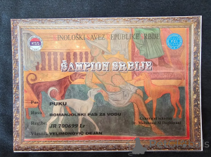 Photo №3. Puppies Lagotto Romagnolo disponibles. Serbie