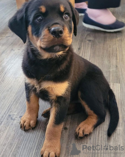 Photo №1. rottweiler - à vendre en ville de Munich | Gratuit | Annonce №111316