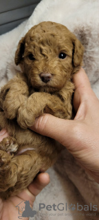 Photos supplémentaires: Caniche jouet