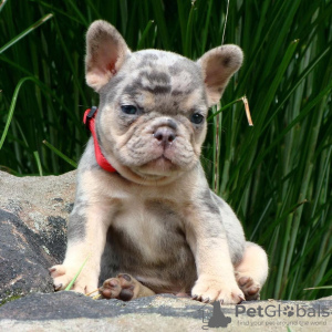 Photo №1. bouledogue - à vendre en ville de Colorado Springs | 454€ | Annonce №124733