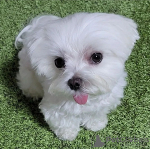 Photo №1. bichon maltais - à vendre en ville de Montreal | 473€ | Annonce №103620