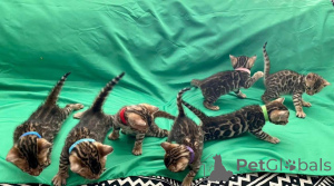 Photo №1. bengal - à vendre en ville de Malmo | 750€ | Annonce № 153259