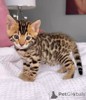 Photo №1. bengal - à vendre en ville de Stockholm | négocié | Annonce № 172977