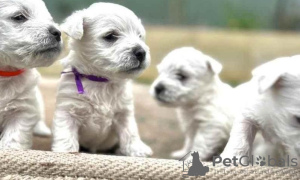 Photo №1. west highland white terrier - à vendre en ville de Milan | Gratuit | Annonce №110967