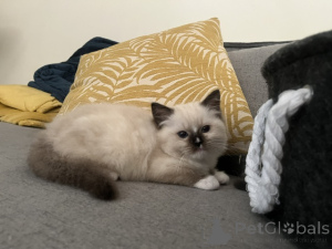 Photo №2 de l'annonce № 172456 de la vente ragdoll - acheter à Belgique 