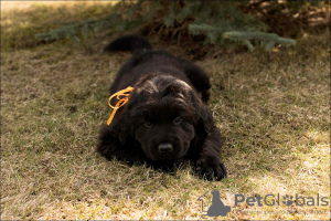 Photos supplémentaires: Chiots Khotosho (chien bouriate)