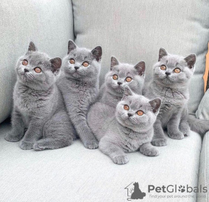 Photo №2 de l'annonce № 13996 de la vente british shorthair - acheter à France annonce privée