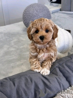 Photo №2 de l'annonce № 143523 de la vente  - acheter à USA éleveur