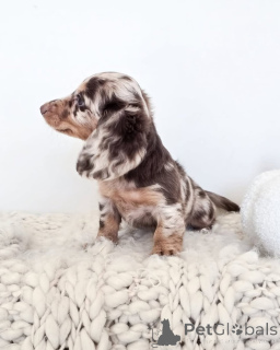 Photo №3. Adorables chiots de teckel disponibles à la vente. USA