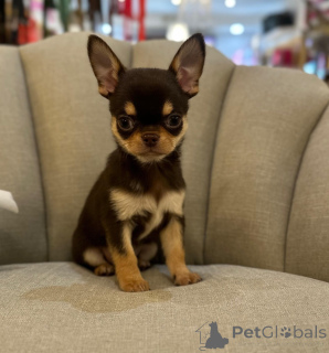Photo №1. chihuahua - à vendre en ville de Gérits | négocié | Annonce №167686