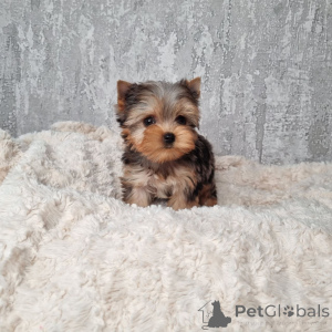 Photo №1. yorkshire terrier - à vendre en ville de Berlin | 550€ | Annonce №164793