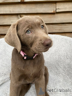 Photo №1. labrador retriever - à vendre en ville de Montpellier | négocié | Annonce №165309