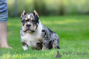 Photo №1.  - à vendre en ville de Leipzig | 999€ | Annonce №147452