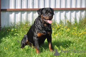 Photo №4. Je vais vendre rottweiler en ville de Minsk. de la fourrière - prix - 473€