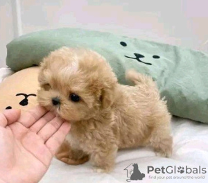 Photo №1. caniche royale - à vendre en ville de Alabama Shores | 425€ | Annonce №133930