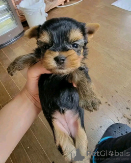 Photo №2 de l'annonce № 132399 de la vente yorkshire terrier - acheter à USA annonce privée
