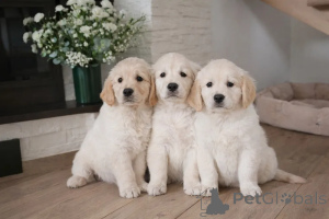 Photo №1. golden retriever - à vendre en ville de Espoo | négocié | Annonce №173988