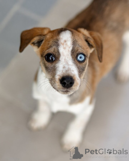 Photo №1. chien bâtard - à vendre en ville de Rivière moscou | Gratuit | Annonce №161492