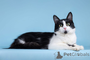 Photo №1.  - à vendre en ville de Rivière moscou | Gratuit | Annonce № 162710