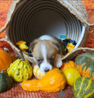 Photo №4. Je vais vendre welsh corgi en ville de Benapole. éleveur - prix - négocié
