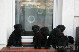 Photo №3. Schnauzer moyen chiots de pedigree FCI noir. Pologne